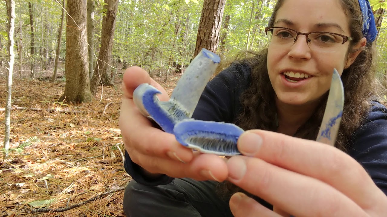 Indigo milkycap mushroom, Lactarius indigo group