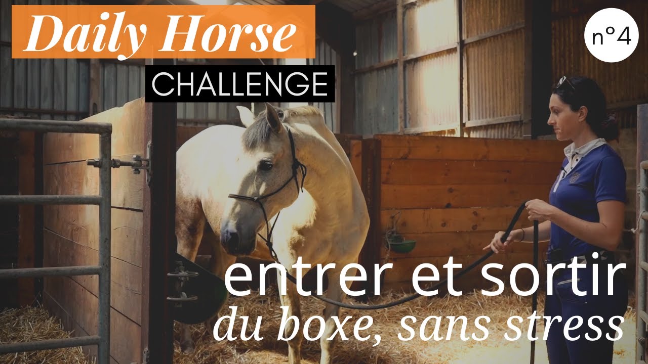 ENTRER ET SORTIR MON CHEVAL DU BOXE DE LA BONNE FAÇON