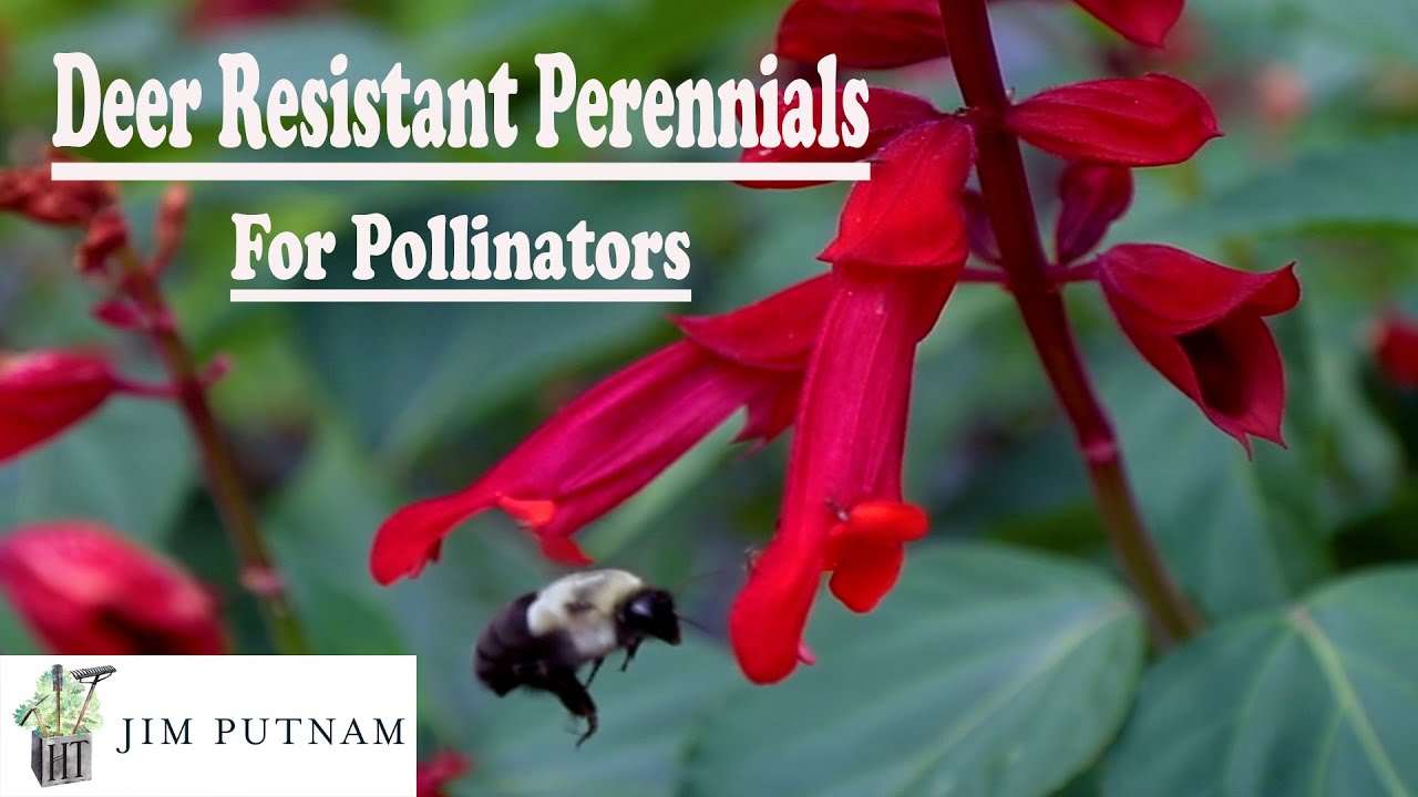 Beautiful Deer Resistant Flowers for Pollinators - Bonus List at the End