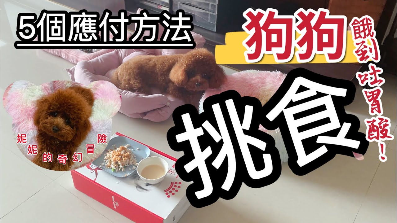 挑食的狗狗｜餓到吐胃酸！｜ 5個應付方法｜妮妮的奇幻冒險