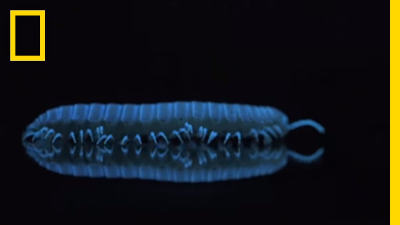 Watch These Millipedes Glow in the Dark | National Geographic