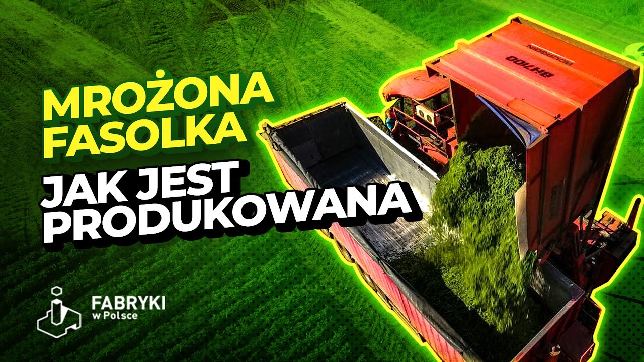 Mrożona Fasolka. Tak wygląda jej produkcja – Fabryki w Polsce
