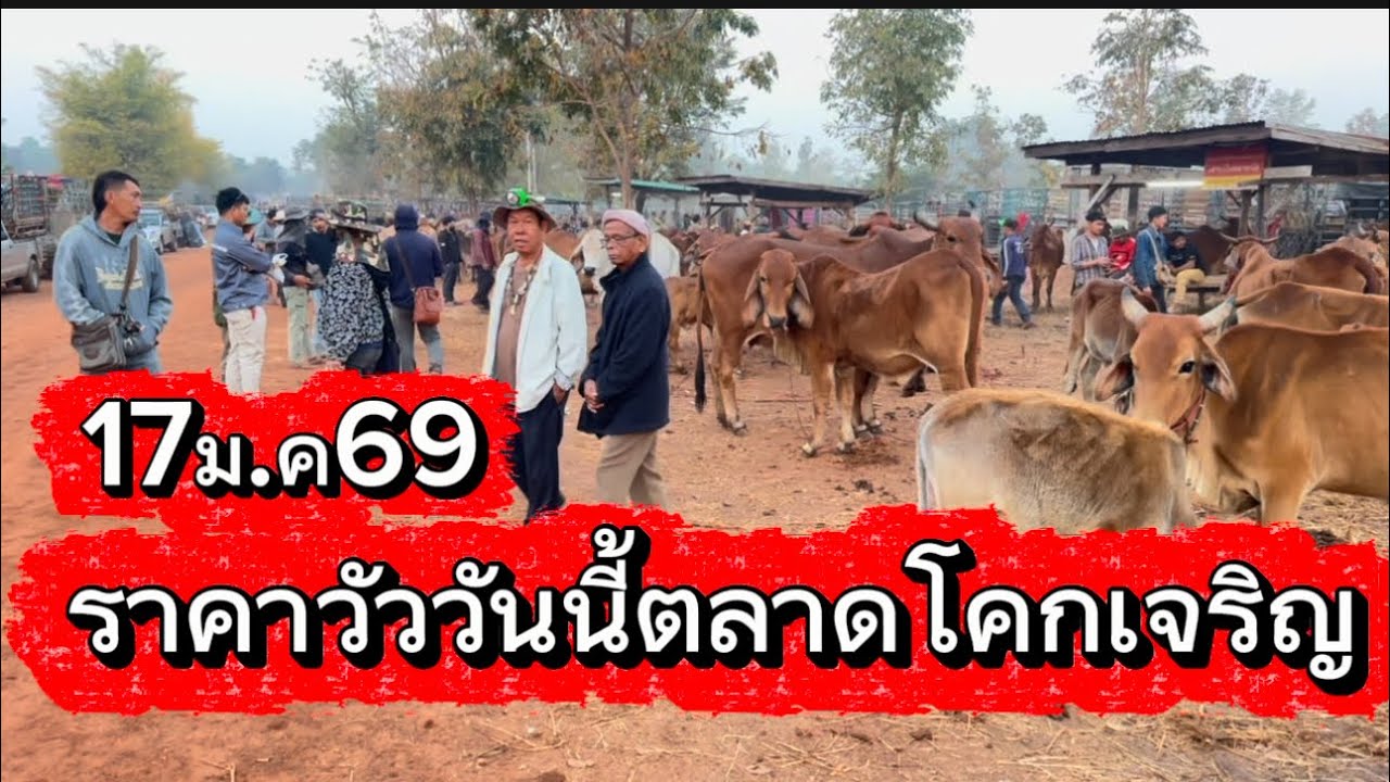 พาชมบรรยากาศซื้อขายวัวตลาดโคกเจริญ อ. สว่างแดนดิน จ. สกลนคร 17/1/69 #ราคาวัววันนี้ 