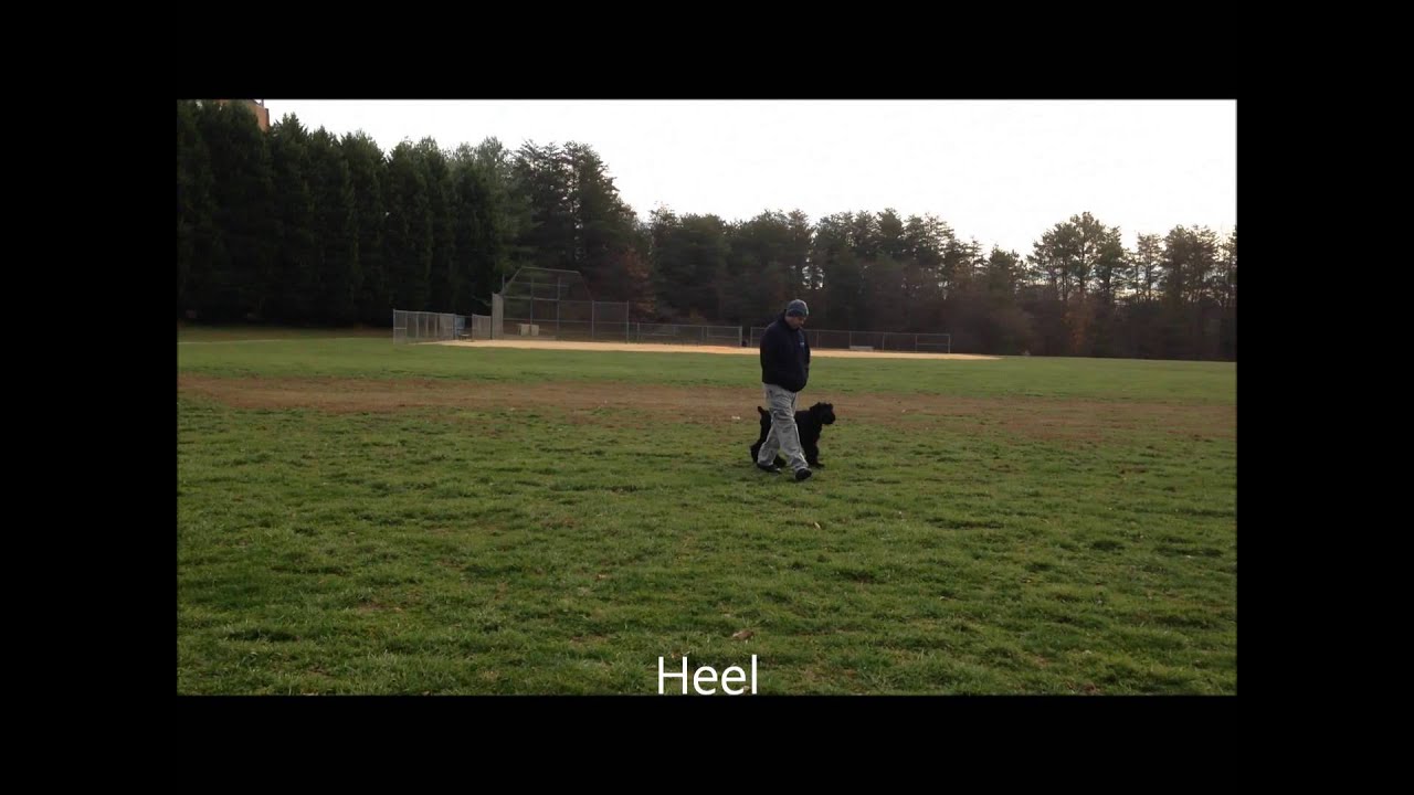 6 Month old Giant schnauzer Puppy Dexter. Amazing Transformation. OFF LEASH Obedience