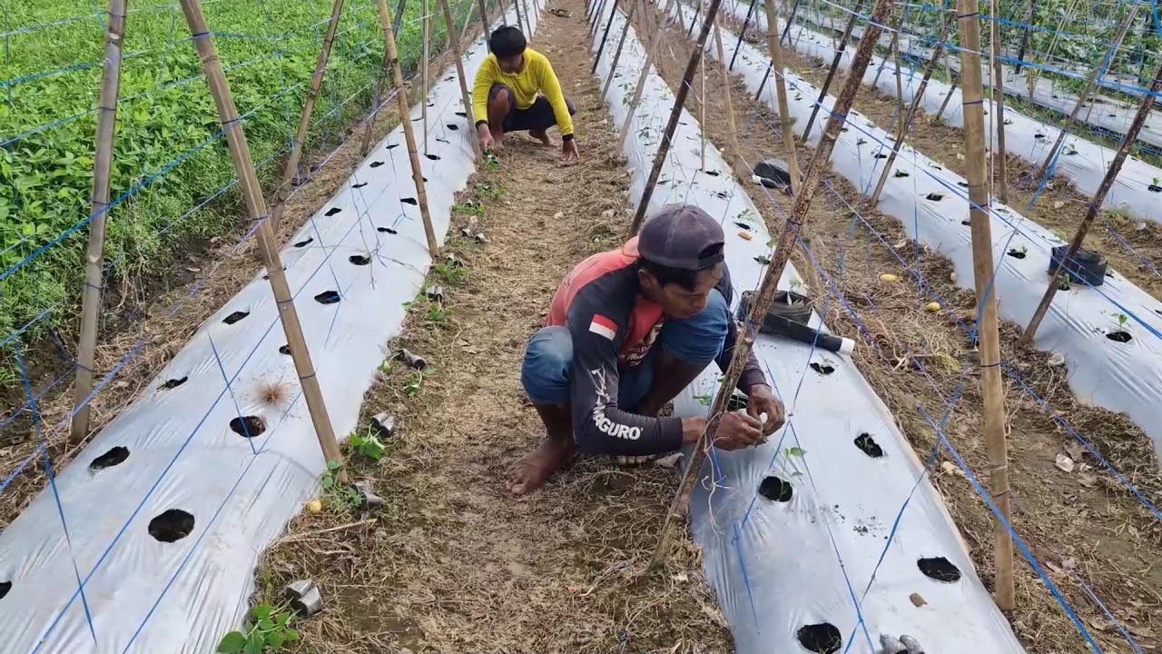 TRADITIONAL PLANTING SECRETS TO MAKE YOUR CHILI SEEDLINGS GROW FASTER WITHOUT TOOLS! -farming tips