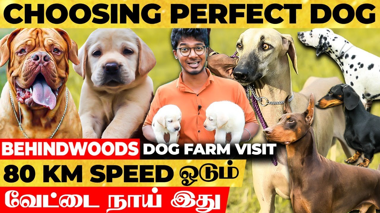80 KM Speed ஓடும் வேட்டை நாய் 😱 Police Training-ல கூட இந்த Dog தான் - Krishna’s Dog Farm Live Visit