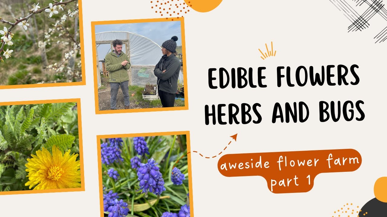 AWESIDE FLOWER FARM | all things Flowers, BUGS and WEATHER | Part1