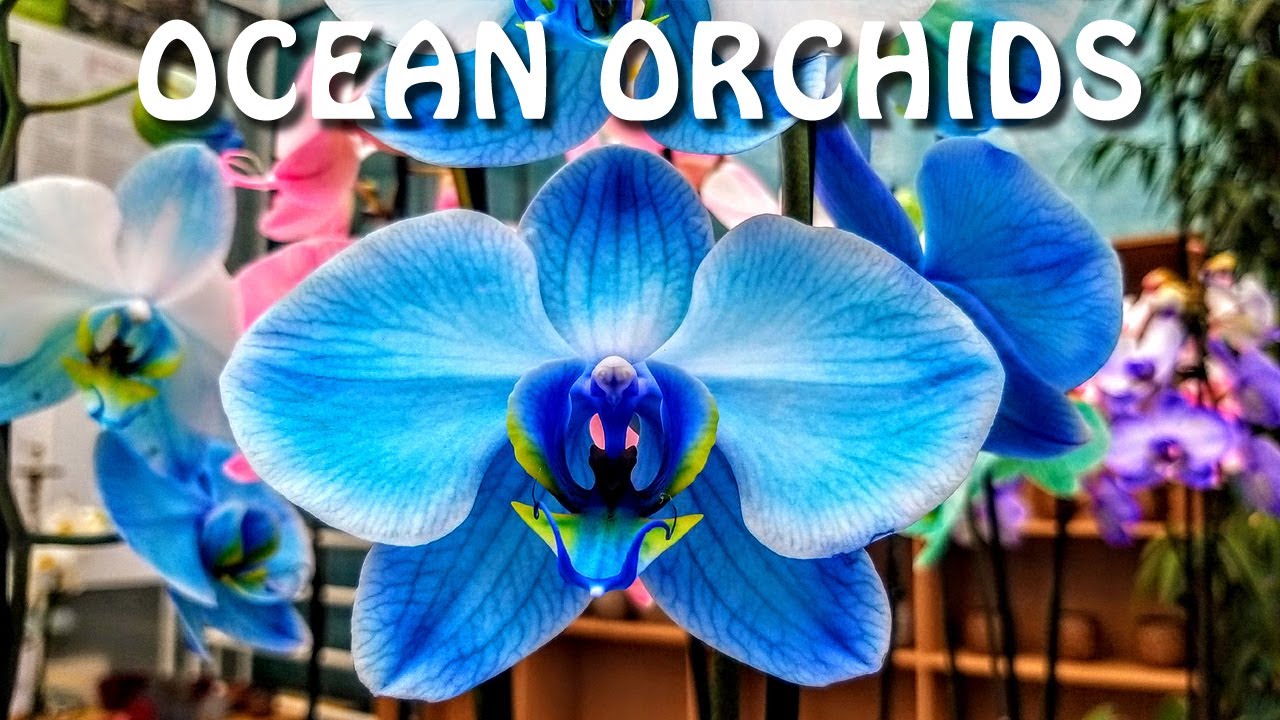Tropical Garden by Ocean Orchids in Slovenia, Dobrovnik / Tropski vrt