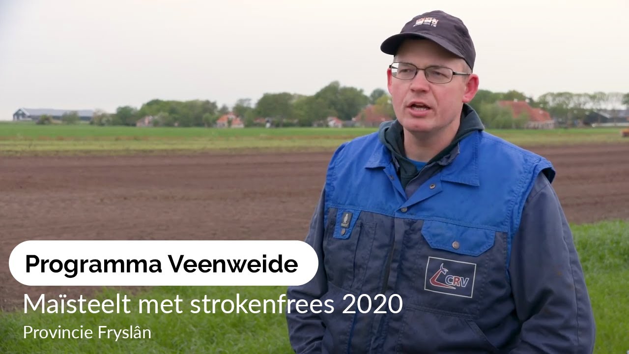 Maïsteelt met strokenfrees 2020