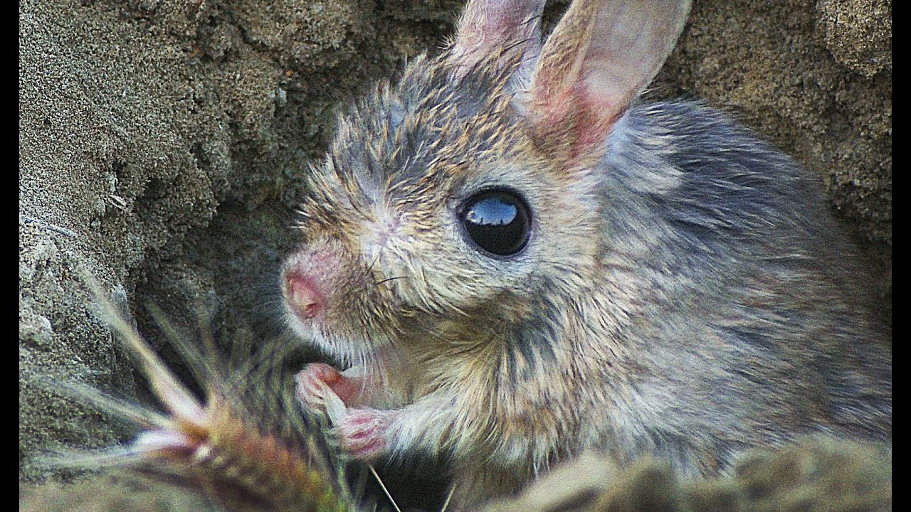 Малый тушканчик (Allactaga elater) - Small Five-toed Jerboa | Film Studio Aves