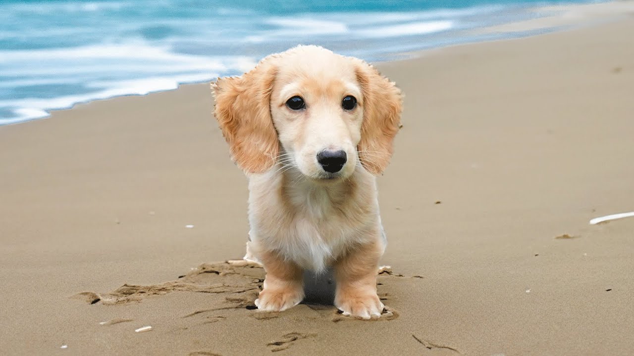 MOOS Voor Het Eerst Op Het STRAND!