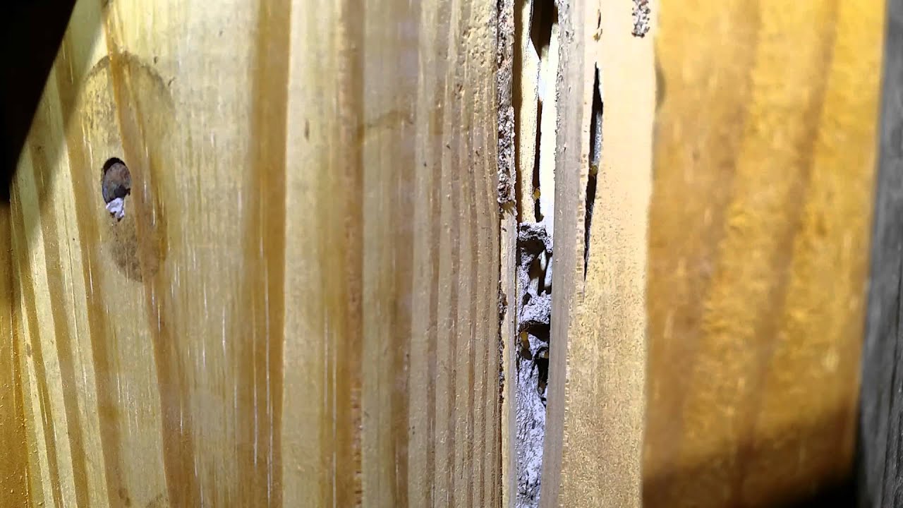 Noisy Termites inside a Home (Coptotermes) - Turn Sound up