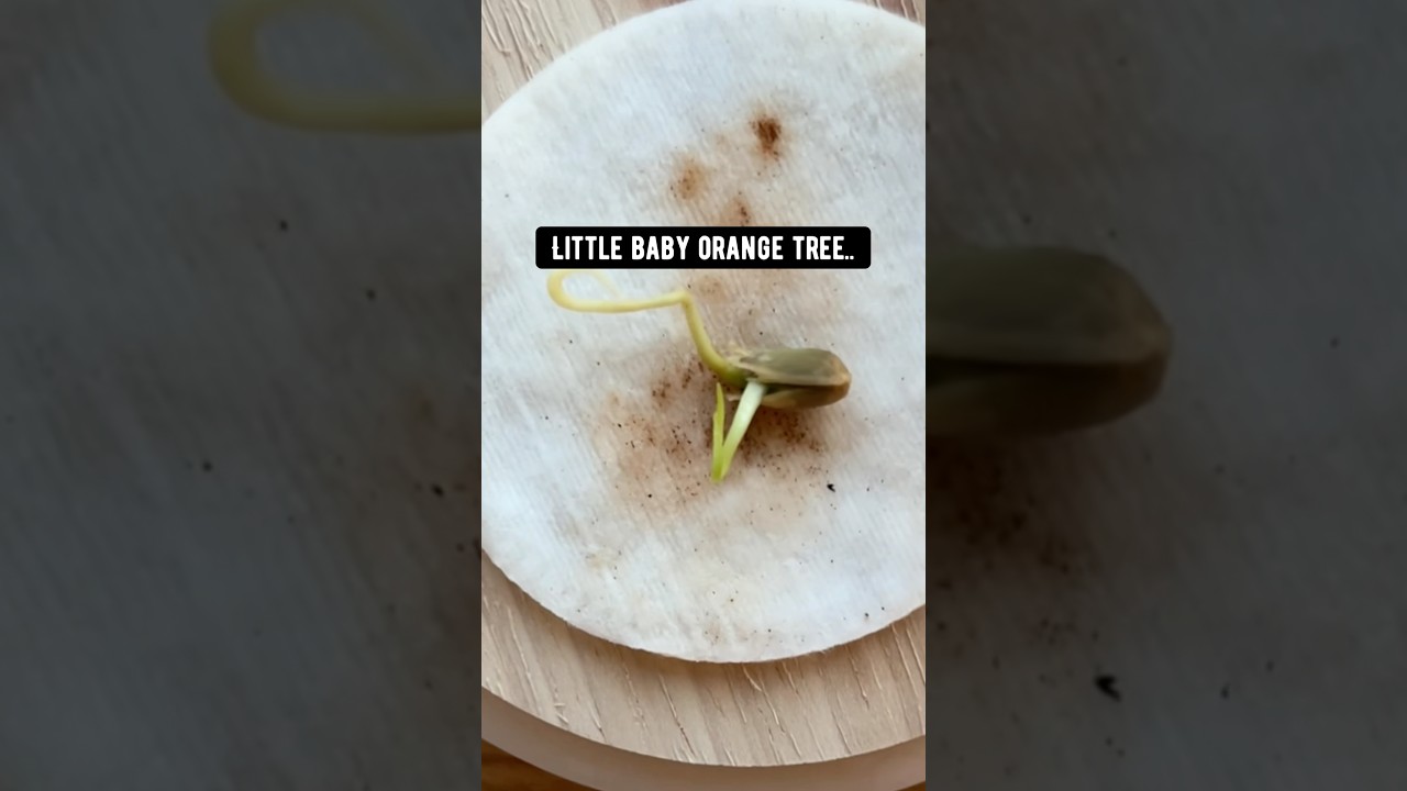 How to grow oranges in your backyard! creative explained