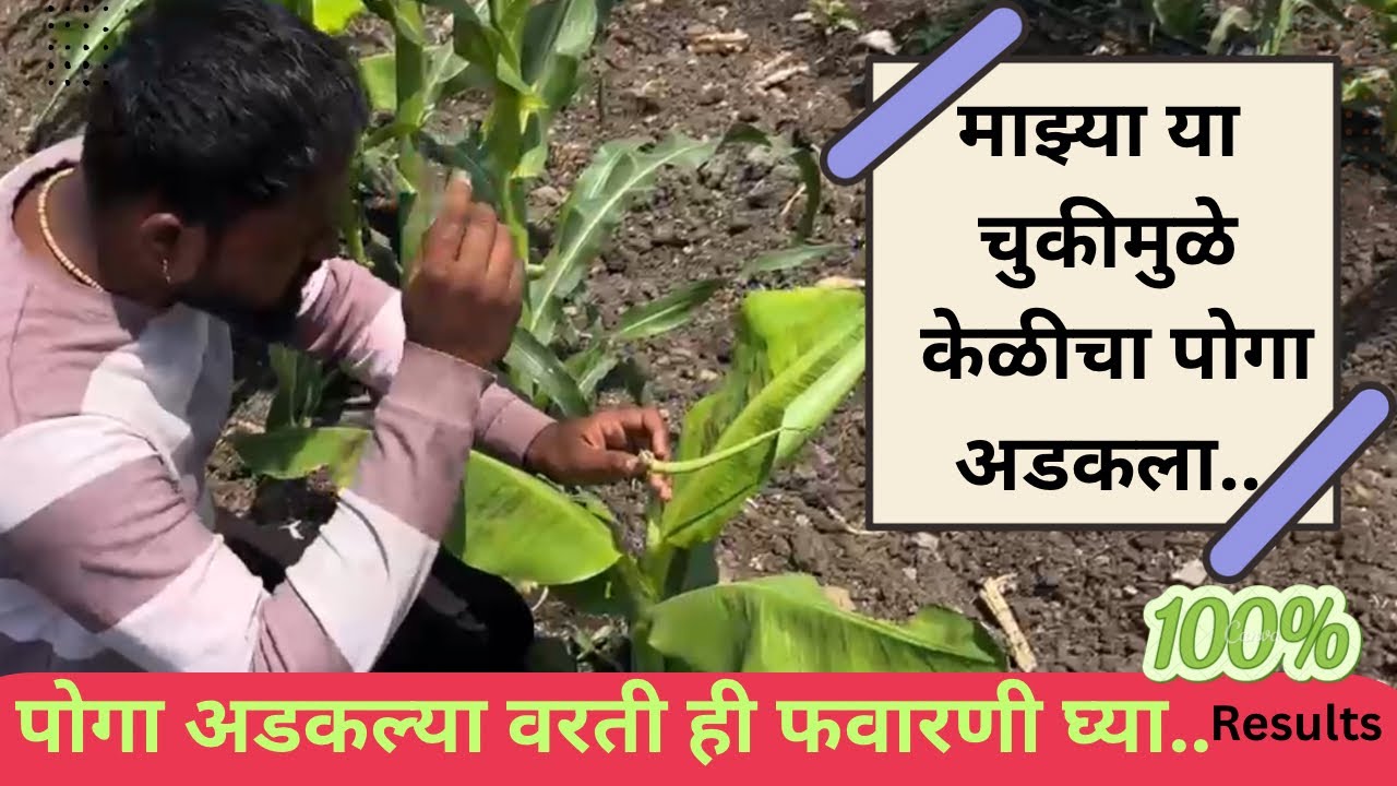 केळी पोग अडकल्यास हा उपाय ट्राइ करा 💯 रिसल्ट! केली पोग का अडकतो ?