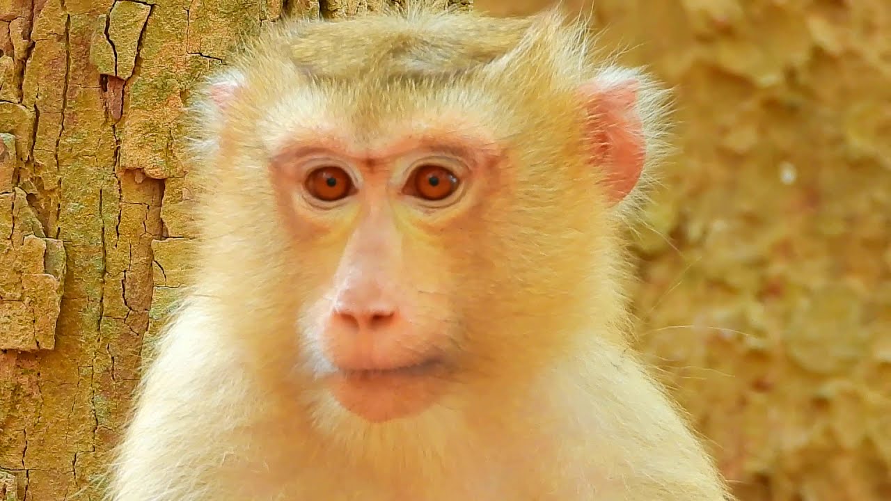 Beautiful Pigtail Monkey Rose Looks Cute During Her First Pregnancy
