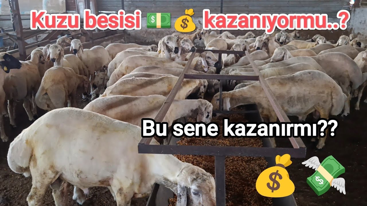 Kuzu besisi 💵💰kazanıyormu?? Kazanıyorsa ne kadar 💰💵??