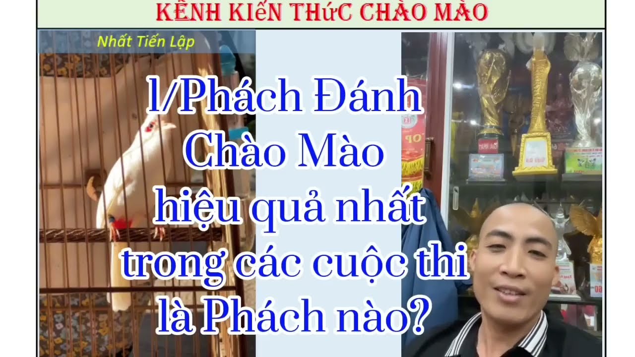 LỰA CHỌN PHÁCH ĐÁNH PHÙ HỢP VÀ CÁCH CHĂM CHIM CHÀO MÀO CỦA NTL