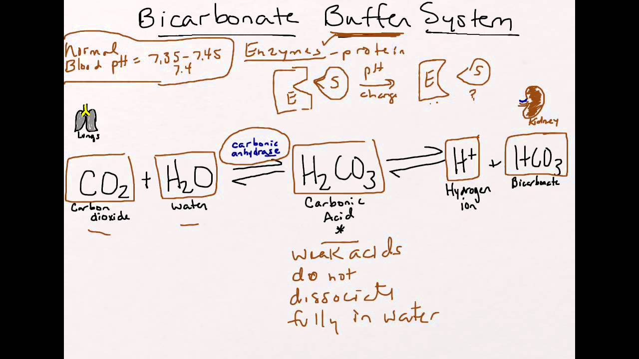 Bicarbonate Buffer System
