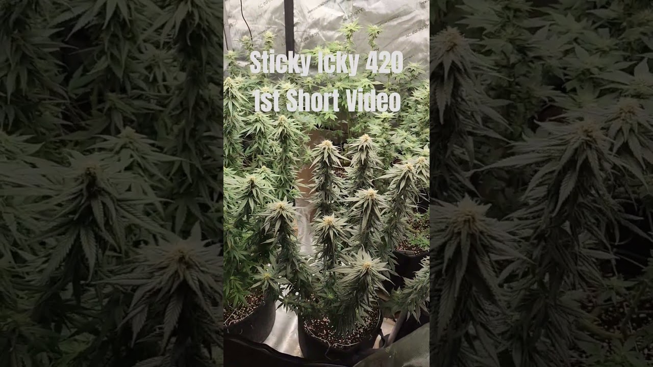 Sticky Icky 420 Cannabis Grow. Ac Infinity, ILGM, Grow Tent and Sticky Buds!!!