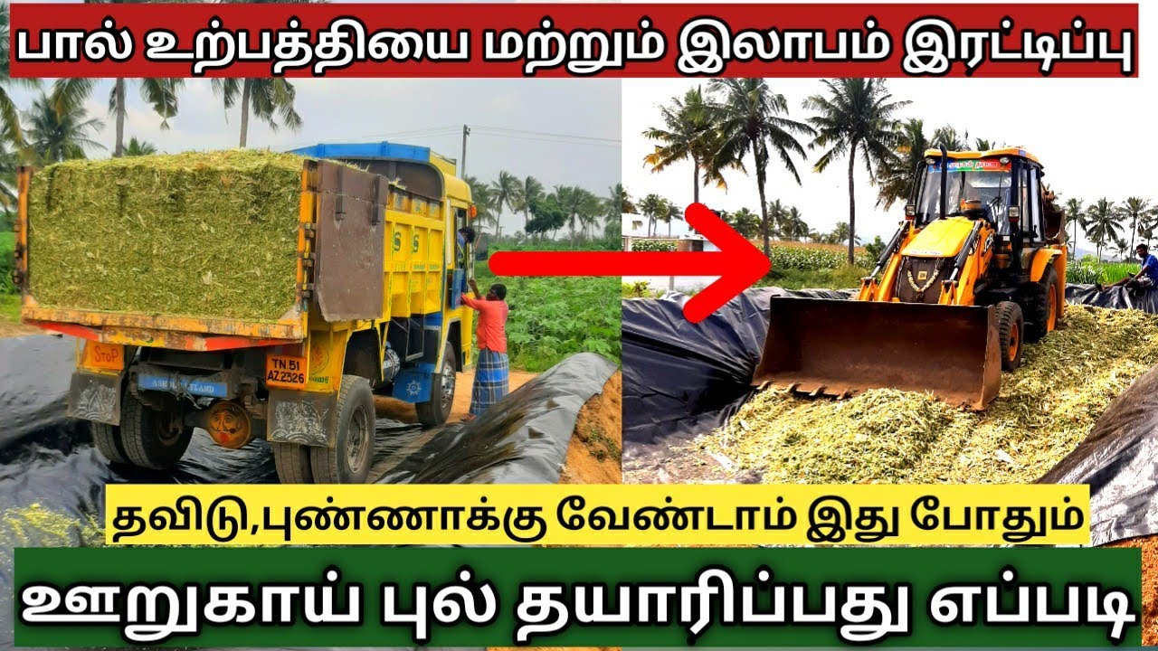 Silage கால்நடை தீவனங்களின் புதிய பெயர் | Silage making in tamil