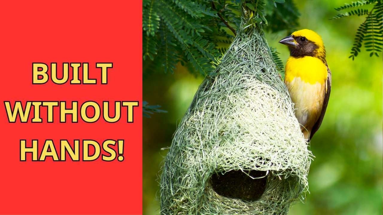 WildWonders | Nature&rsquo;s Tiny Architects &ndash; How Birds Build Nests &ndash; Wildlife & Nature Documentary