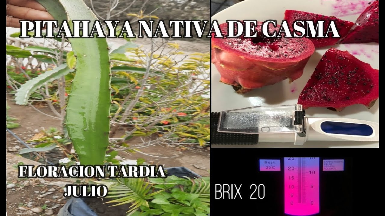 PITAHAYA NATIVA DE CASMA - FLORACION TARDIA PITAHAYA PERUANA