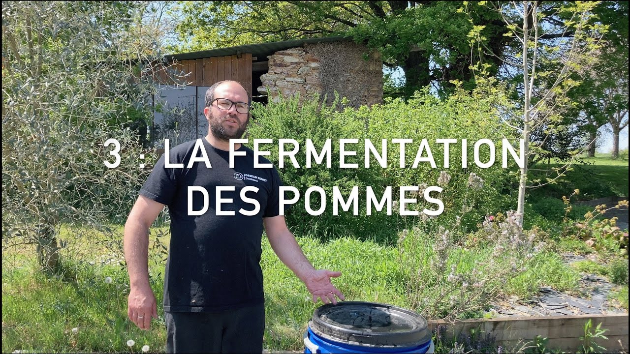 La Fermentation Des Pommes