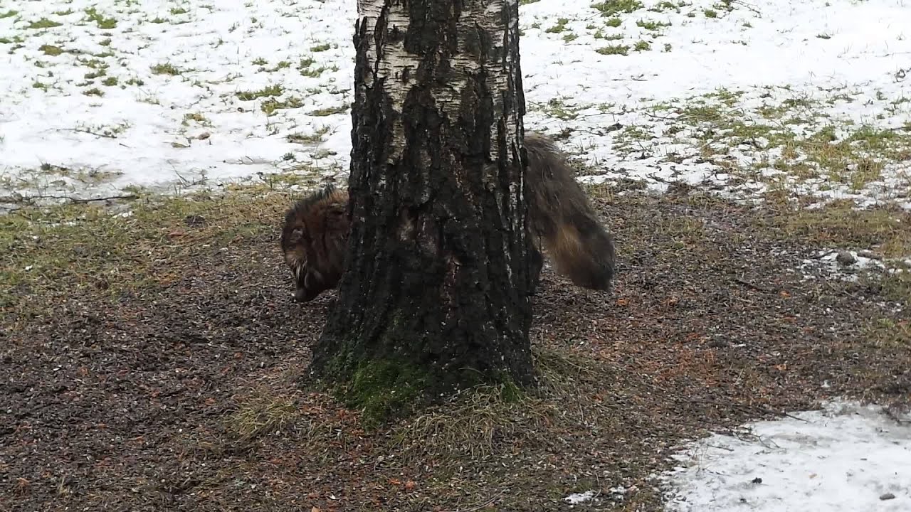 M&aring;rdhund vid f&aring;gelmatningsst&auml;llet, mitt p&aring; dagen!
