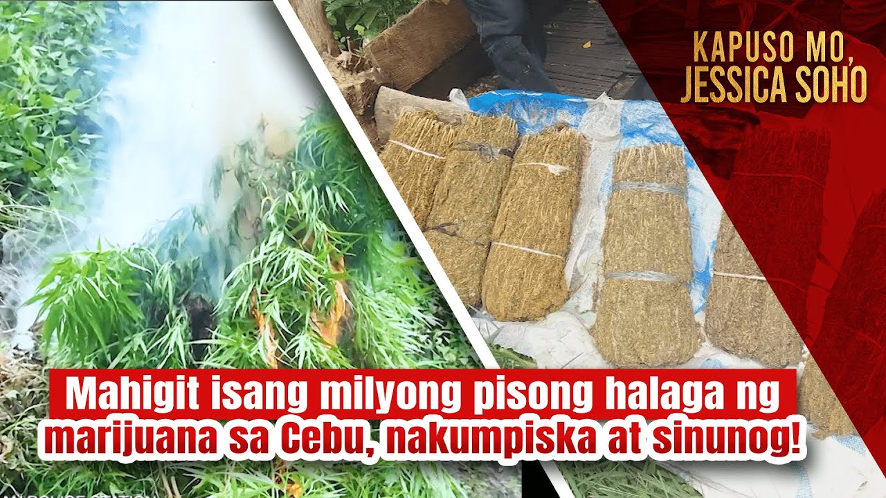 Mahigit isang milyong pisong halaga ng marijuana, nakumpiska at sinunog! | Kapuso Mo, Jessica Soho