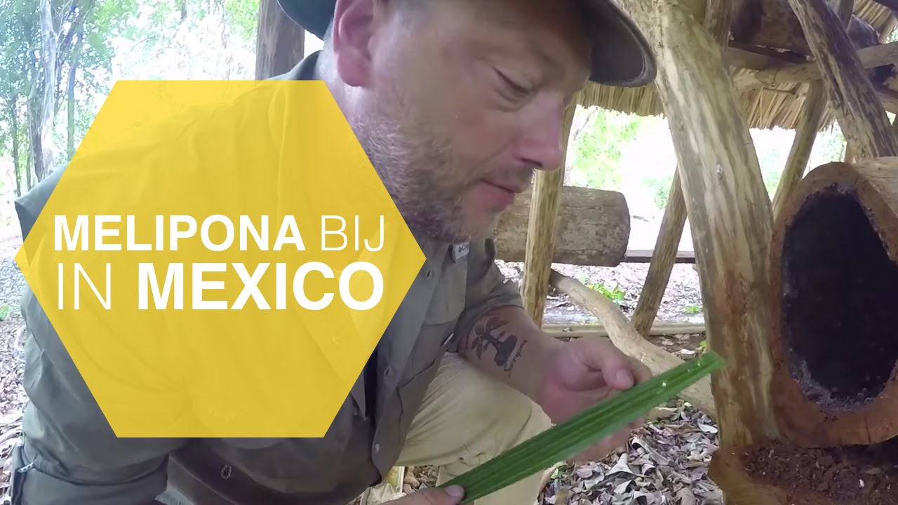 De Melipona bij in Mexico #6 | The Honey Project
