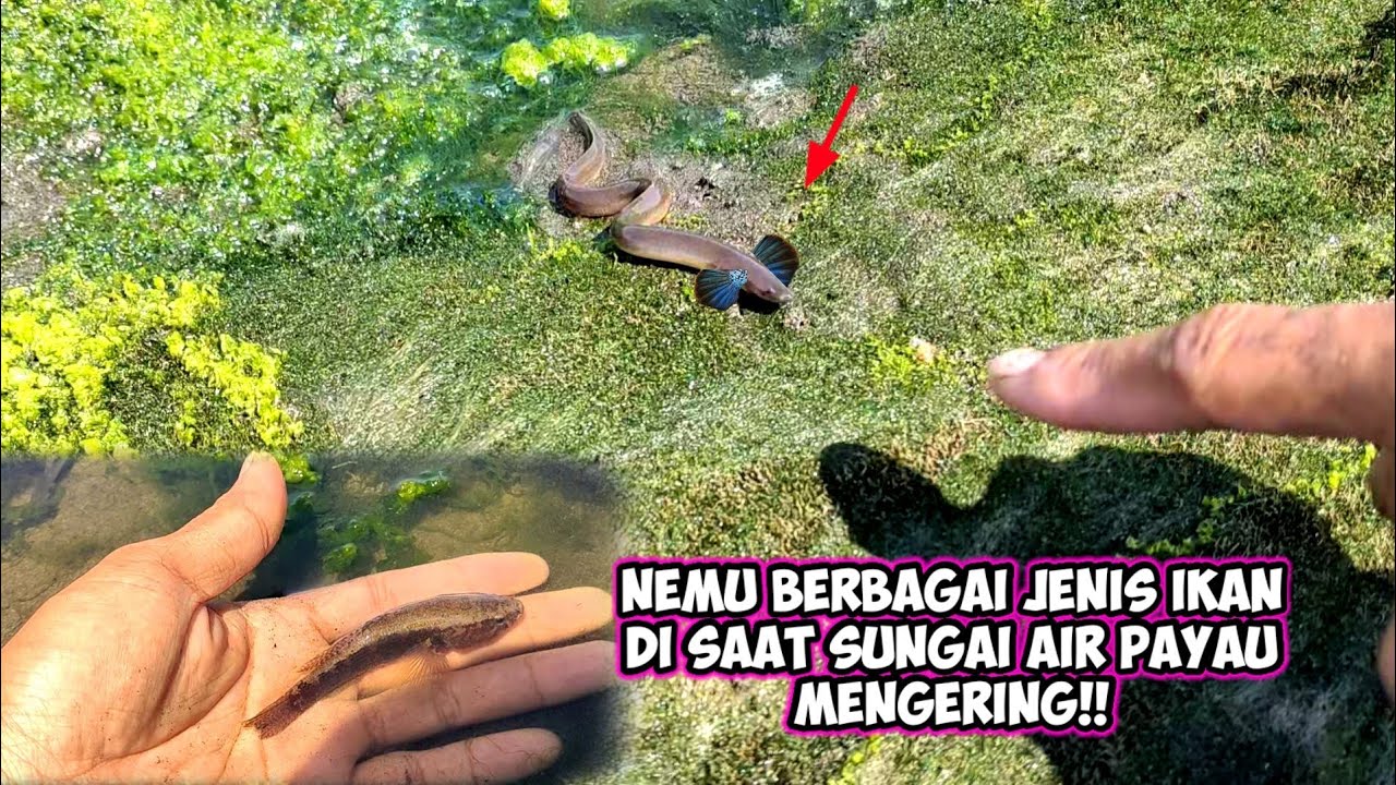 NEMU BERBAGAI IKAN IKAN UNIK DI SUNGAI BERLUMUT YANG MULAI MENGERING