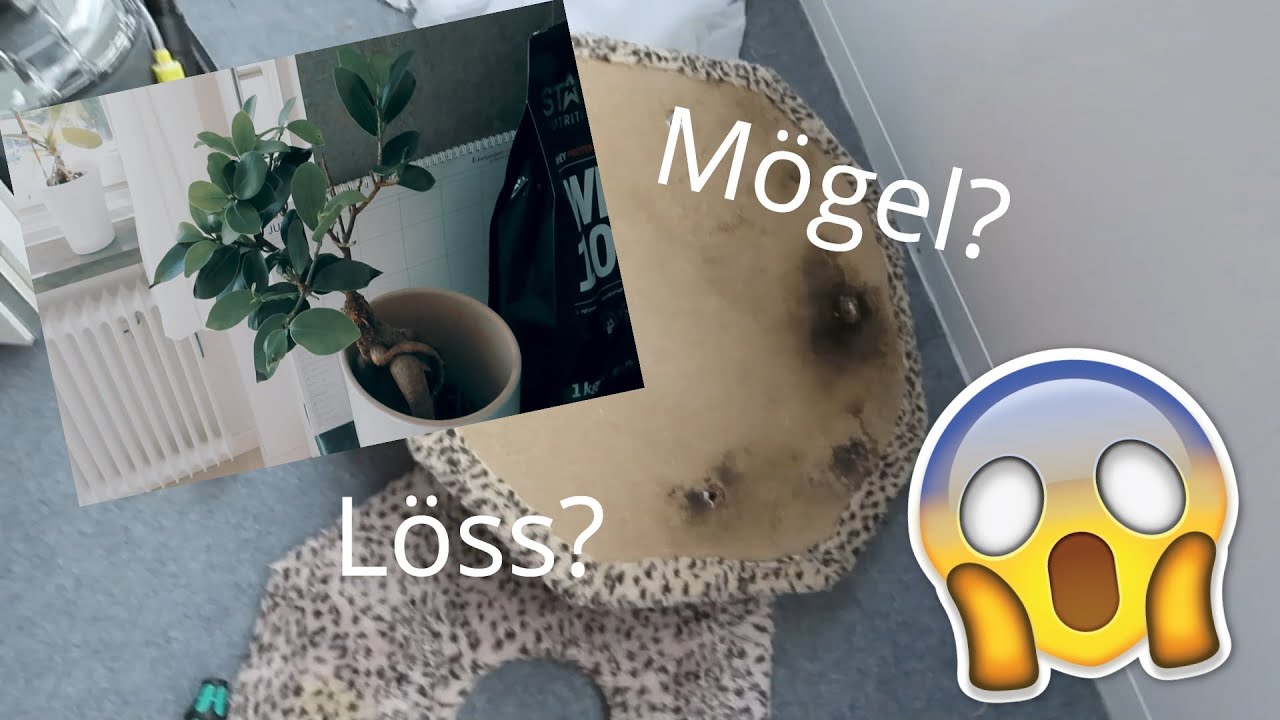 Vlogg 21 - M&ouml;gel och l&ouml;ss?