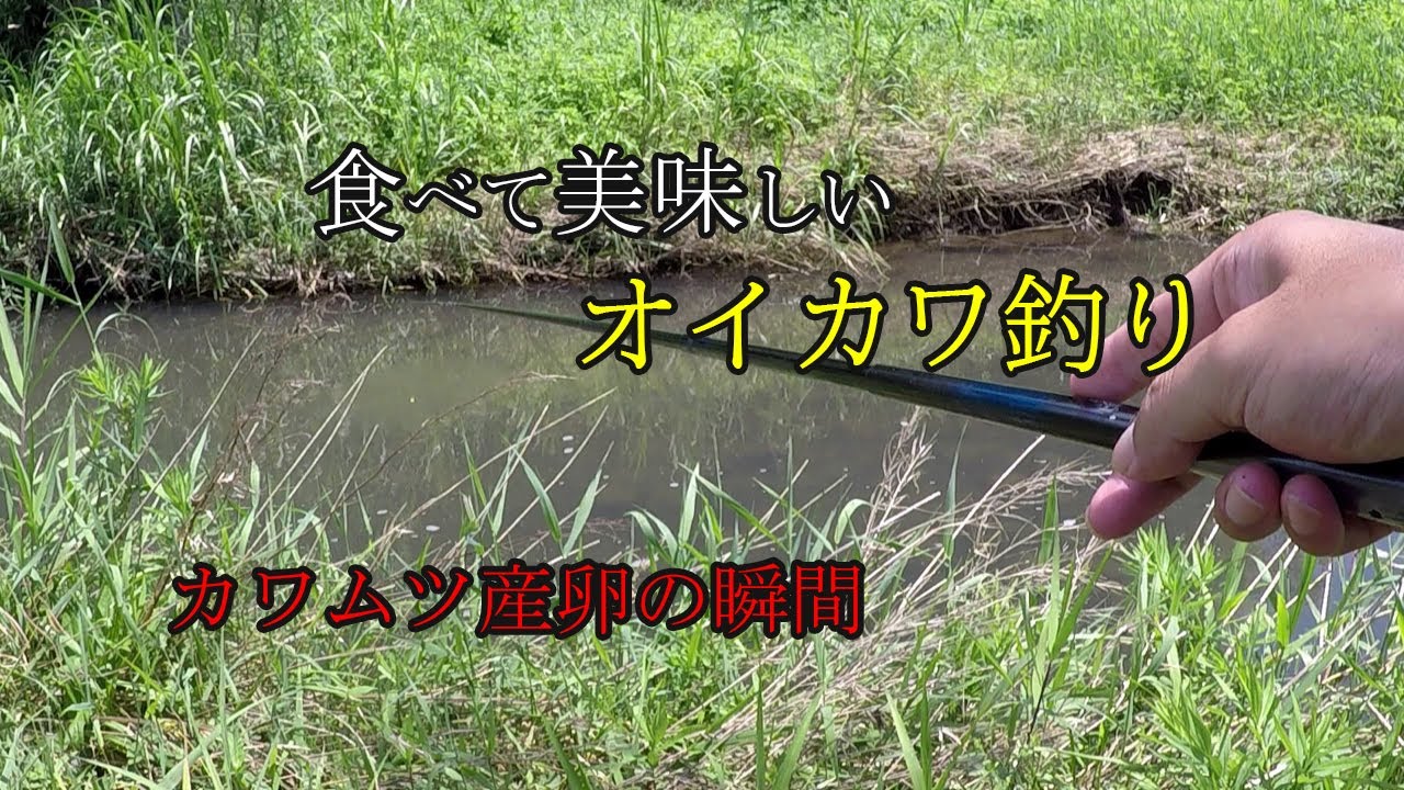 美味しいオイカワ釣り　カワムツの婚姻色と産卵　夏の小川で小物釣り 【ヤマベ釣り】