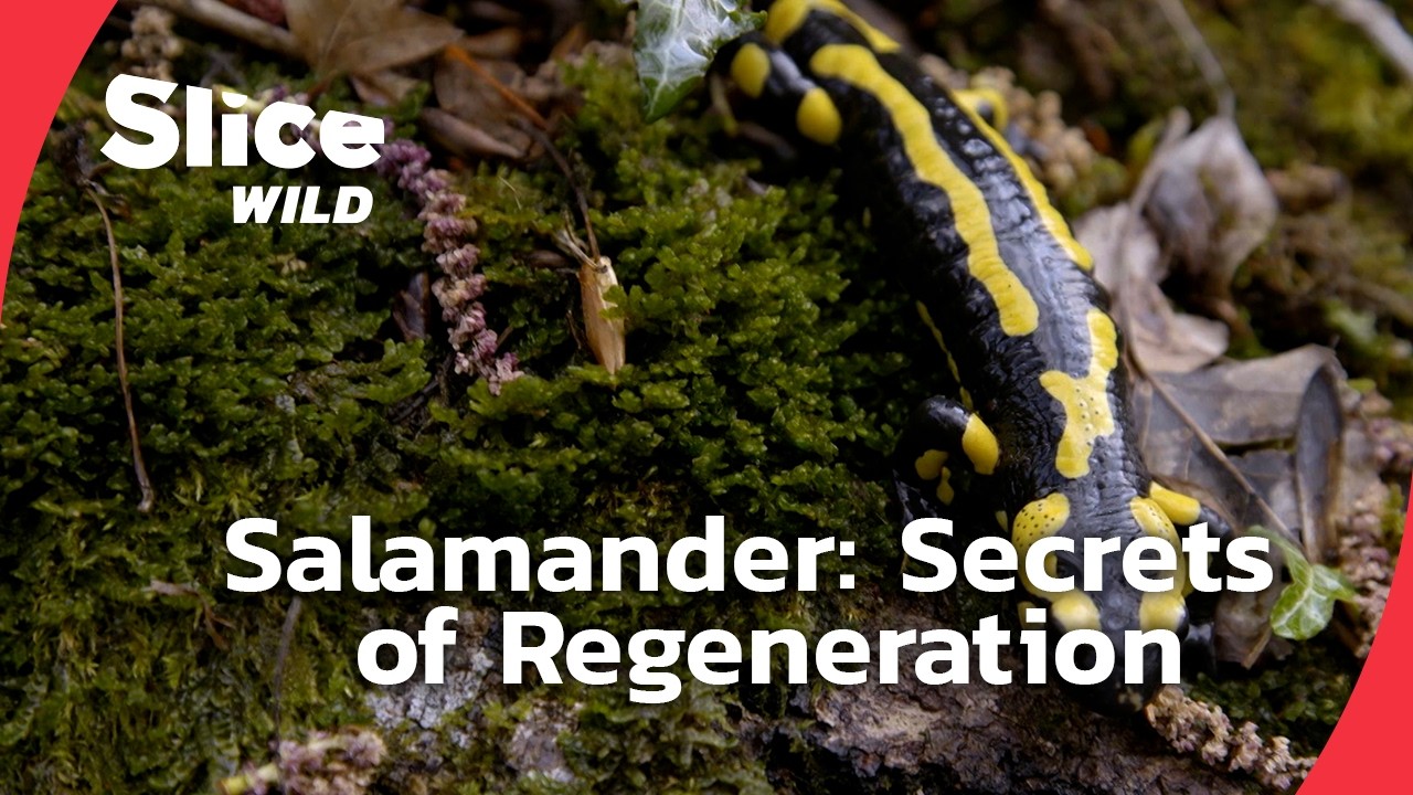 The Fascinating Salamander: Secrets of Regeneration and its Potential for Humanity | SLICE WILD