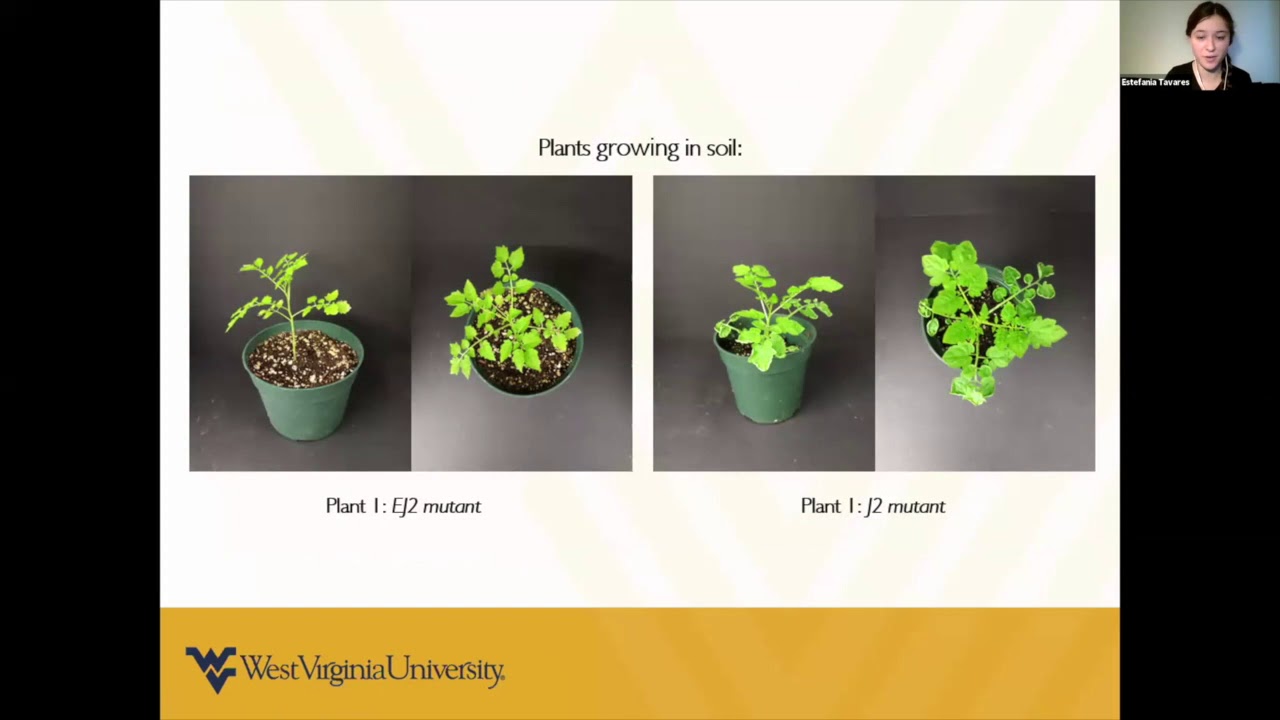 Estefania Tavares Flores: Genome editing of Solanum cheesmaniae via CRISPR/Cas9...