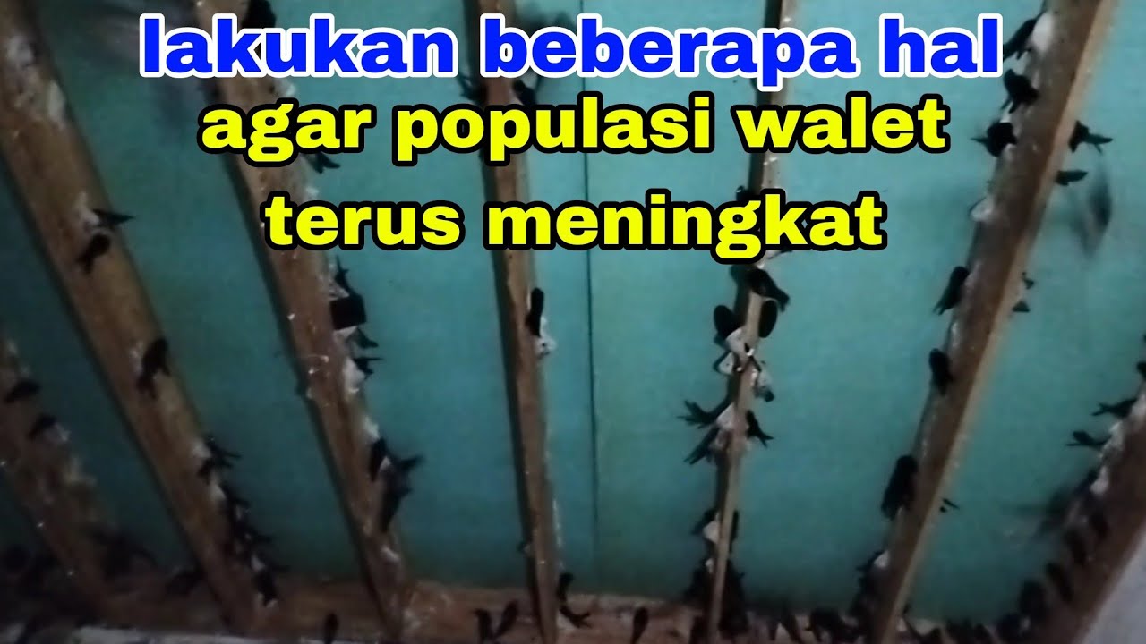 LAKUKAN BEBERAPA HAL AGAR POPULASI WALET CEPAT MENINGKAT