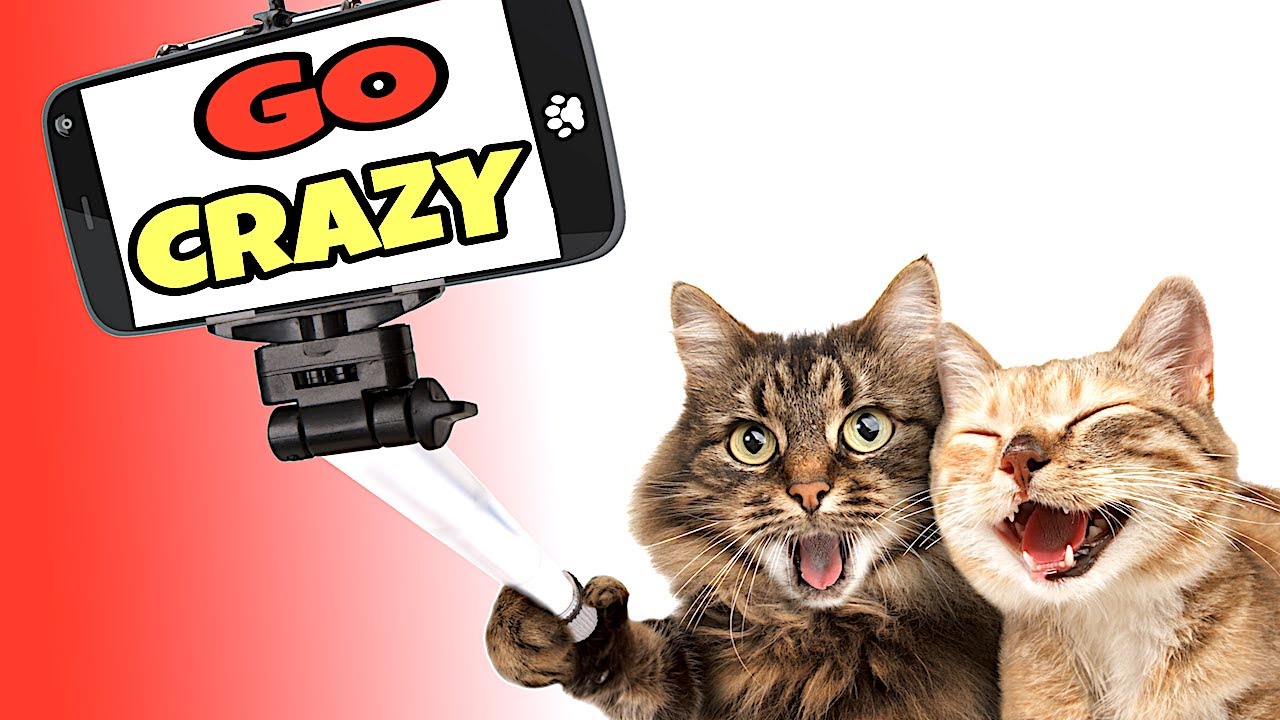 Sounds To Make Cats Go Crazy