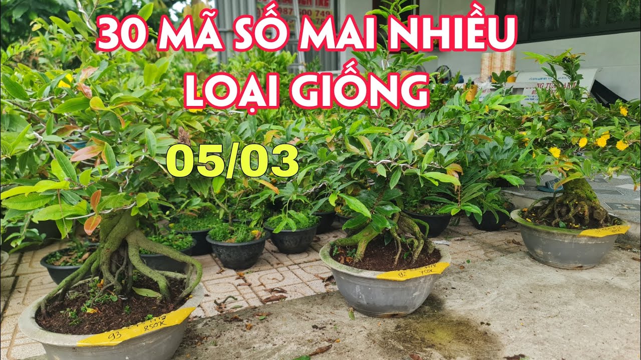 05/03. 30 Mã Số Mai Nhiều Loại Giống Có Sẵn Mặt Hoa.☎Trang 0359910781