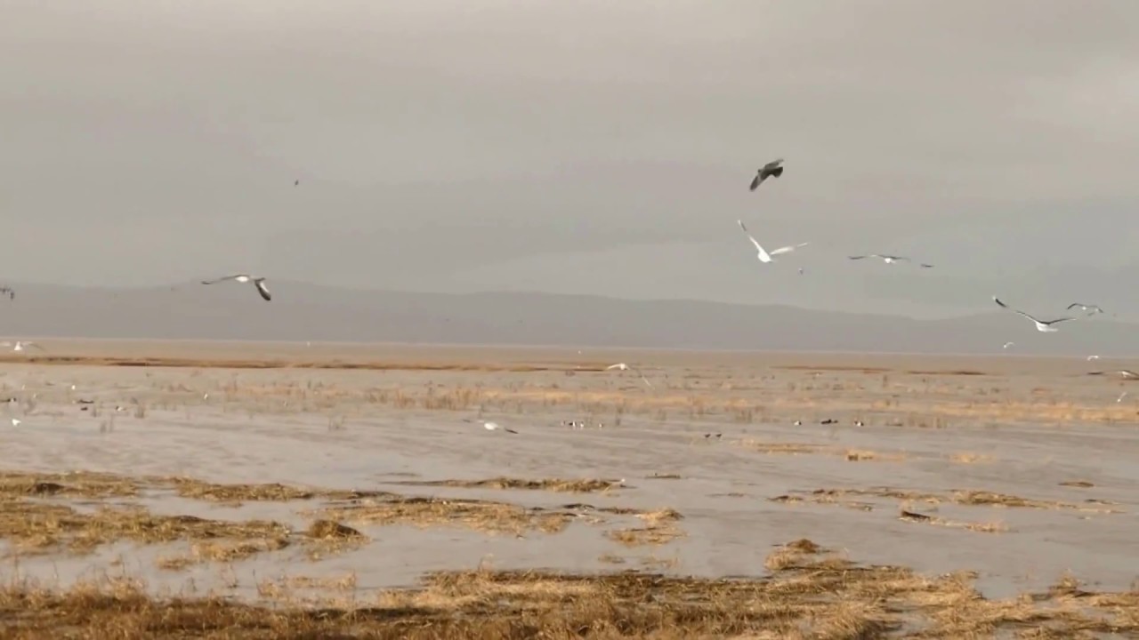 Raptor watching at Parkgate, Wirral, January 2018