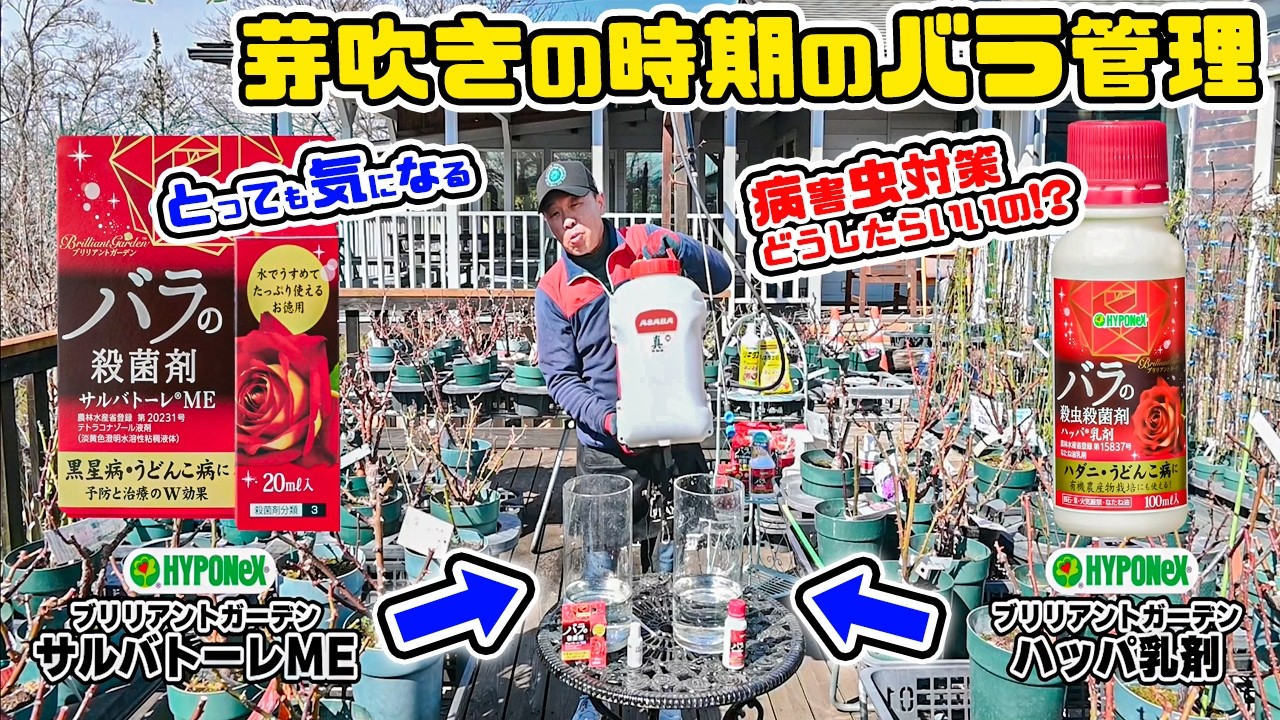 『バラの薬剤散布』の前に