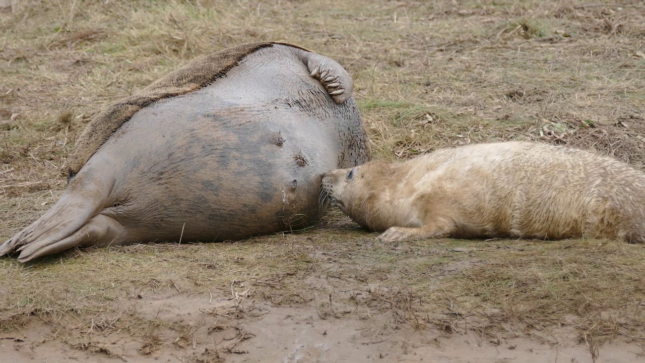 Wild Seals at Donna Nook on 14th.November 2017