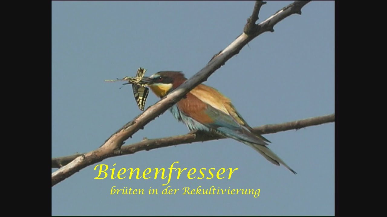 Bienenfresser brüten in der Rekultivierung des Tagebau Garzweiler