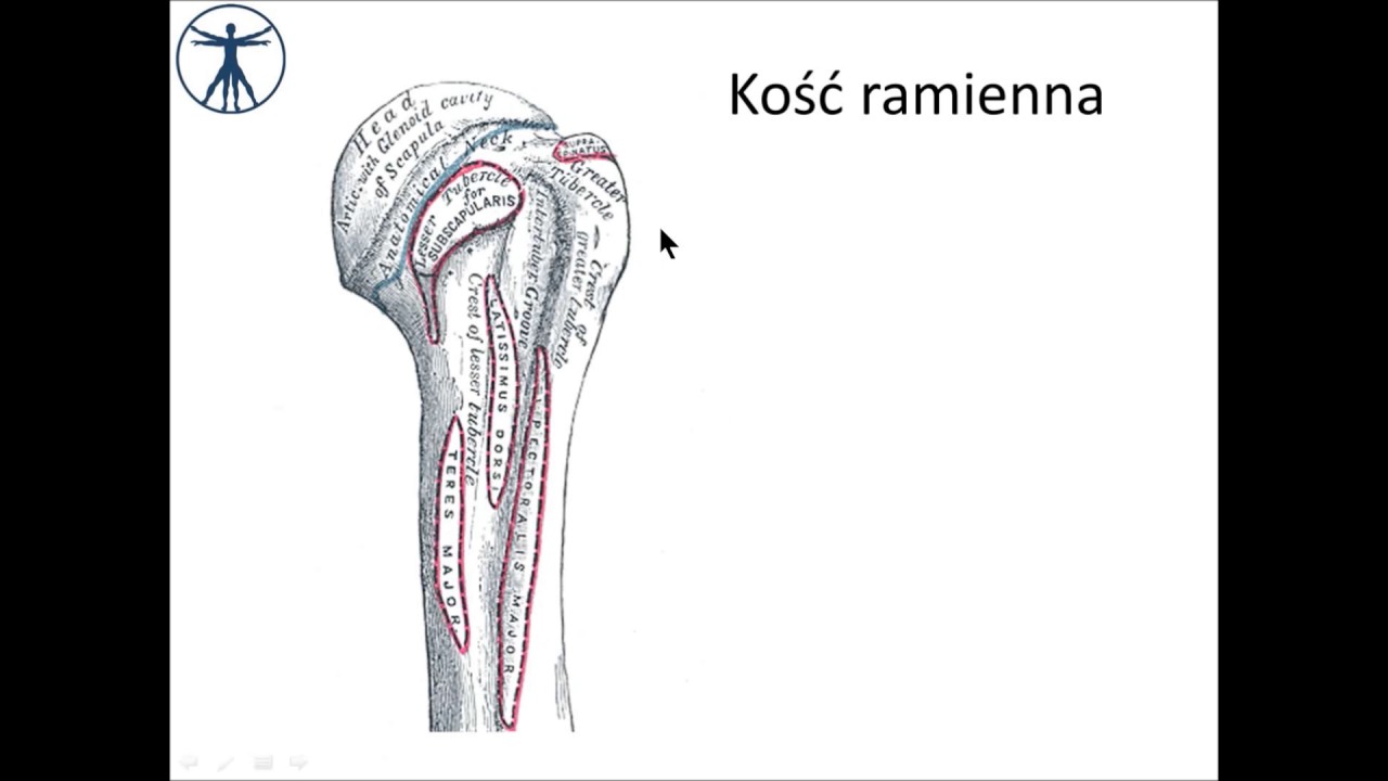 Kość ramienna i staw ramienny PL [wstęp]