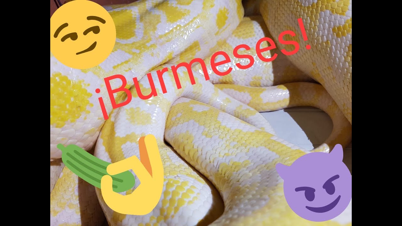 ¿CÓMO REPRODUCIR PITÓN BURMES?
