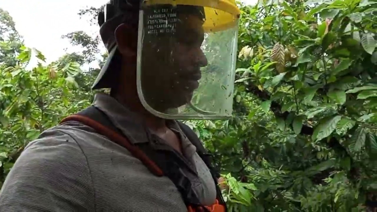 #Bahia#roçando cacau com a roçadeira