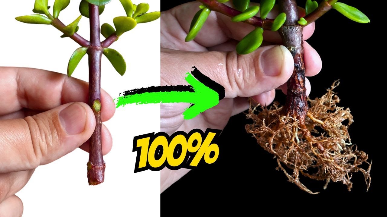 Как правильно укоренить портулакарию Афру | Идеальный укорененный