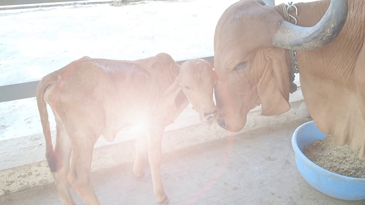 Gaukunj Gir Gaushala
