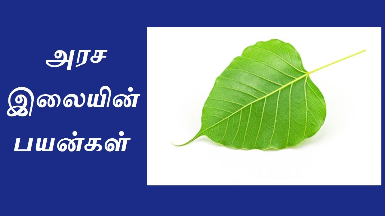 Peepal Leaf uses in Siddha and Ayurvedha | Siddha in Tamil | அரச இலை