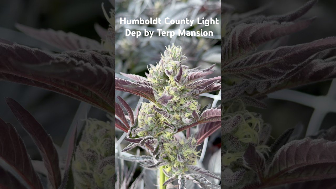Fade to Black on this Humboldt County Light Dep ​⁠@terpmansion