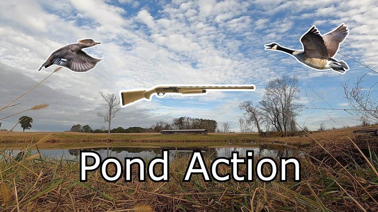 Field and Pond Hunt: drakes first goose retrieve